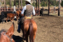 Wyoming Cowboy Cattle Trail Experience