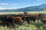 Wyoming Cowboy Cattle Trail Experience