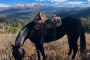 Wyoming Cowboy Cattle Trail Experience