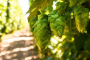 Yakima Valley Hop and Beer Experience