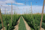 Yakima Valley Hop and Beer Experience