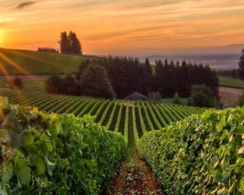 Willamette Valley Wine Discovery Tour