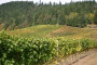 Willamette Valley Wine Discovery Tour