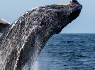 Staff Review- Whale Watching in Monterey