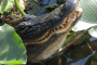 Miami Everglades River of Grass Airboat Tour