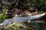 Miami Everglades River of Grass Airboat Tour