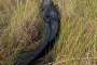 Miami Everglades River of Grass Airboat Tour