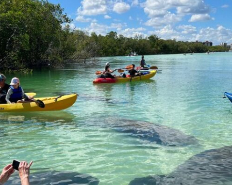 Bonita Springs Clear Kayak Eco Tour