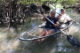 Bonita Springs Clear Kayak Eco Tour