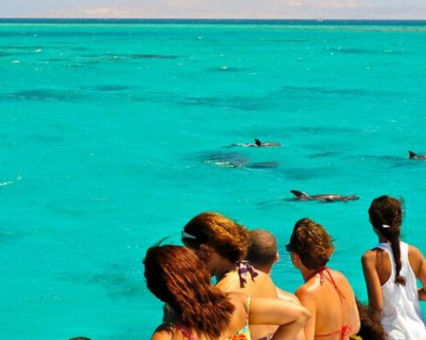 Key West Dolphin Watching and Sandbar Cruise