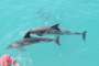 Key West Dolphin Watching and Sandbar Cruise