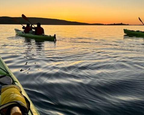 Tomales Bay Sea Kayaking Wildlife Adventure