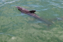 Fort Myers Beach Private Dolphin Watching Charter