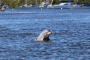 Fort Myers Beach Sunset Cruise and Wildlife-Watching