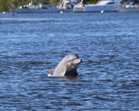 Fort Myers Beach Dolphin Watching Catamaran