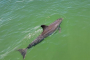 Fort Myers Beach Dolphin Watching Catamaran