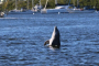 Fort Myers Beach Dolphin Watching Catamaran