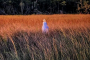 Bay Saint Louis Haunted Marsh Tour