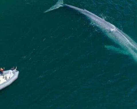 San Diego Whale Watching Speedboat Adventure