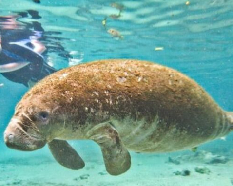 Crystal River Manatee Snorkeling and Wildlife Tour