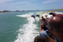 Clearwater Beach Dolphin and Boat Adventure