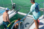 Key West Dolphin Snorkeling Catamaran Experience