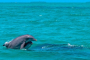 Key West Dolphin Snorkeling Catamaran Experience