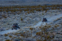 Mojave Desert Polaris RZR Night Adventure