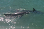 Clearwater Beach Dolphin and Sunset Cruise