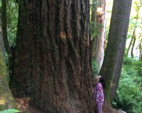 Seattle Waterfall Hiking and Sightseeing Tour