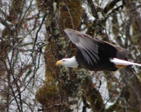 Seattle Bald Eagle Nesting River Tour