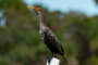 Canaveral National Seashore Sunrise Kayak Tour