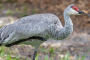 Canaveral National Seashore Sunrise Kayak Tour