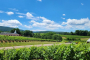 Charlottesville Wine Tasting and History Tour