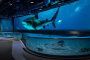 New Orleans Audubon Aquarium Adventure Ticket