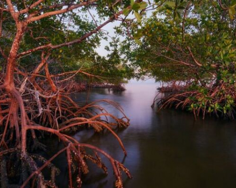 Everglades City Mangrove Wilderness Boat Tour