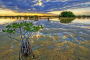 Everglades City Mangrove Wilderness Boat Tour