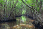 Everglades City Mangrove Wilderness Boat Tour