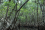 Everglades City Mangrove Wilderness Boat Tour