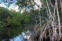 Everglades City Mangrove Wilderness Boat Tour