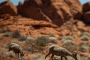 Las Vegas Desert Adventure and Wildlife Tour