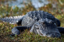 Everglades Eco Adventure And Scenic Boat Tour