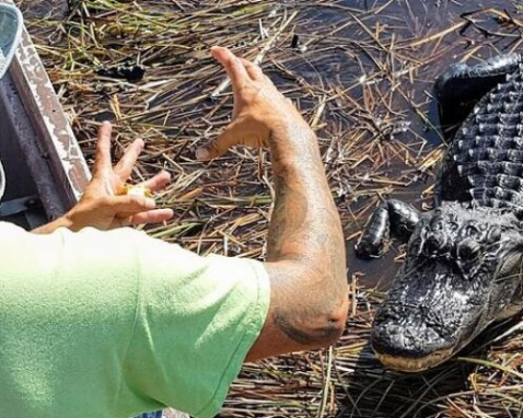 Miami Everglades Adventure and Airboat Safari