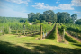 Asheville North Carolina Winery Tour Experience