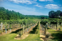 Asheville North Carolina Winery Tour Experience