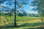 Asheville North Carolina Winery Tour Experience