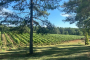 Asheville North Carolina Winery Tour Experience