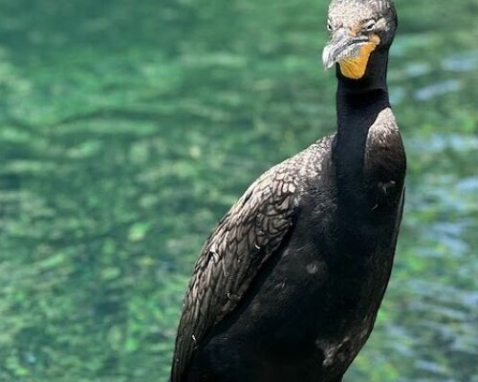 Dunnellon Florida Springs Kayaking Adventure