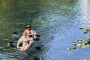 Dunnellon Florida Springs Kayaking Adventure