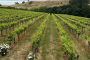 San Francisco Woods and Wine Day Tour